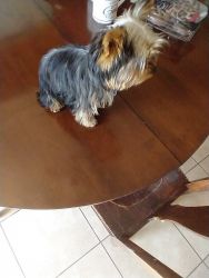 (Beautiful) 4 month old female yorkie with shots