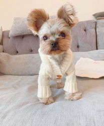 Available yorkie puppies