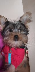 4 Month Old Yorkie