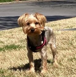 1 year old pure breed Yorkshire Terrier