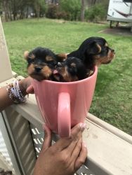 Pure breed Yorkie girls with shots and ckc