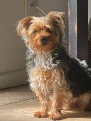 Yorkshire Terrier (papers)