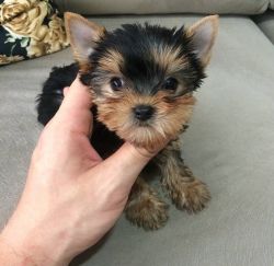 Yorkies available for adoption