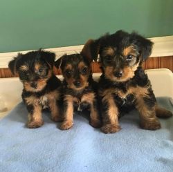 yoekies puppies for sale