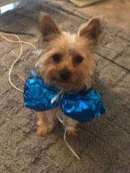 Female Yorkie for sale 18 months - Fully Vacinated