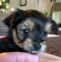 Adorable male Yorkie