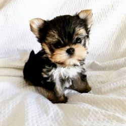 Two Teacup Yorkie Puppies Available!!~