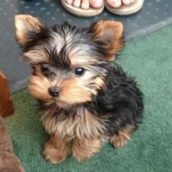 Cute Two Females And A Female Teacup Yorkie Puppies