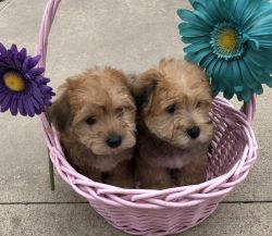 lovely male and female yorkie puppies.