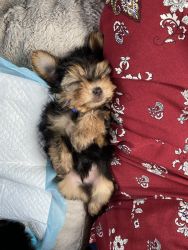 Yorkshire Terrier (Yorkie) for Sale