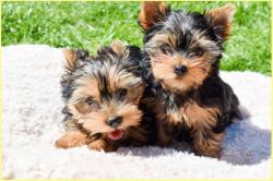 Yorkshire Terrier ready for a new home
