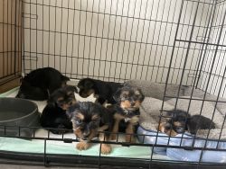 6 Yorkie Pups (3 Boys, 3 Girls)