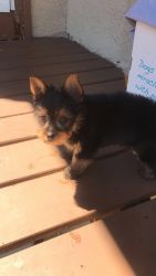 3 month old yorkie