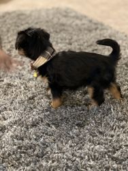 12 week old Yorkie Terrier