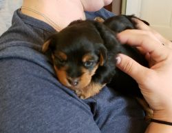 Male yorkies for sale
