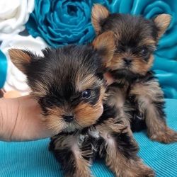 Outstanding Yorkshire puppies available