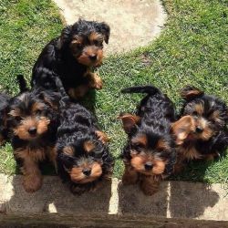 Adorable Yorkshire puppies available
