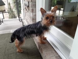 32 week old Yorkie For sale to loving forever home