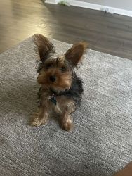 yorkie for sell
