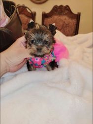 Adorable female Yorkie ready for new home