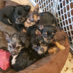 Yorkies looking for forever Home