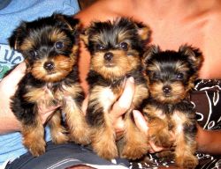 Adorable Yorkie puppies up for rehoming