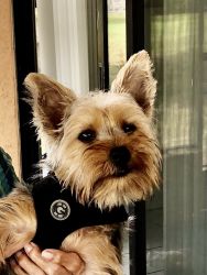 Yorkie female for sale