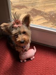 Sweet yorkie puppy for sale!