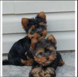 Beautiful Charming Engaging Yorkie Puppies for Sale