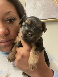 Full blooded Yorkie for sale