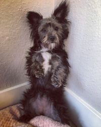 8 month female yorkshire terrier puppy for sale - $4,000 (Alameda)