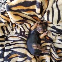 2 week old female Pure bred Yorkshire terrier