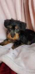 Healthy Yorkshire Terriers ready