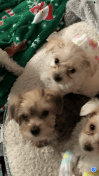 Yorkie/ coton puppies 8 weeks