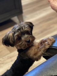 Yorkie puppy needs a new family