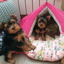 Teacup Yorkie pups available