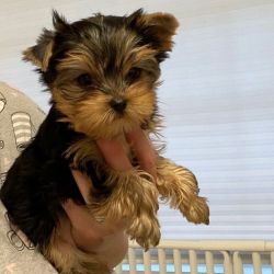 Adorable Teacup Yorkie puppies ready now