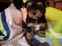 Yorkshire Terrier Ready for new home