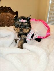 T Cup Yorkie Pups For Perfect Home.