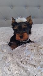 Charming X Yorkshire Terriers now