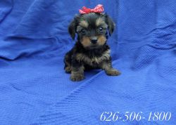 Purebred Teacup-Toy Yorkshire Terrier Puppies