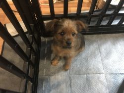 Yorkshire Terrier for Sale in Virginia