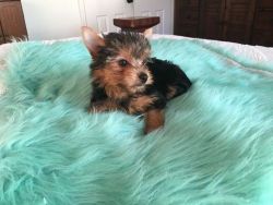Guggy Teacup Yorkies now ready