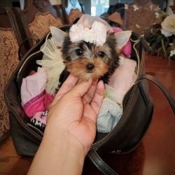 Outstanding Teacup Yorkie pups for sale