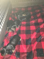 Yorky puppies for sale