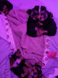 Four Beautiful Yorkie Puppies