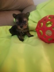 Tiny Purebred Registered Micro Teacup Yorkie Male