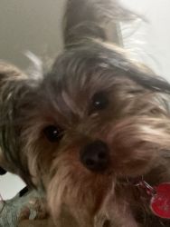 Spayed YORKIE FOR SALE!