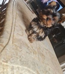 Adorable Yorkie Puppies Looking For Forever Homes