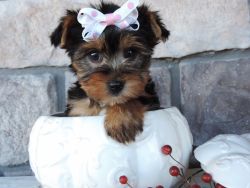 Adorable yorkie pups availablr